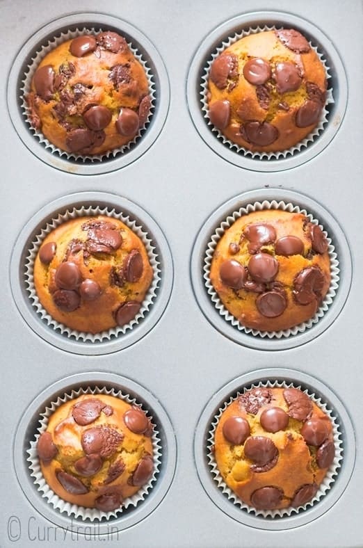 fall pumpkin muffins with choco chips in muffin tin