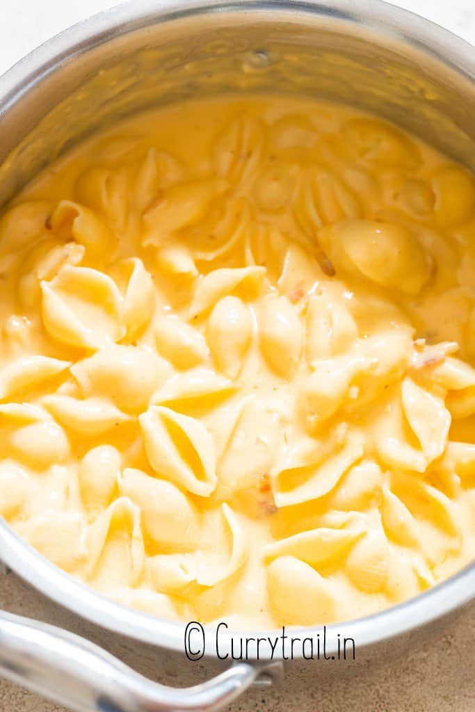 creamy shell pasta